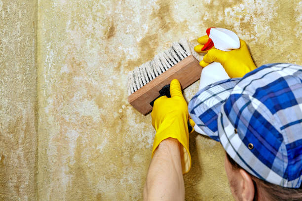 Best Airborne Mold Testing  in Orcdlands Estates, HI