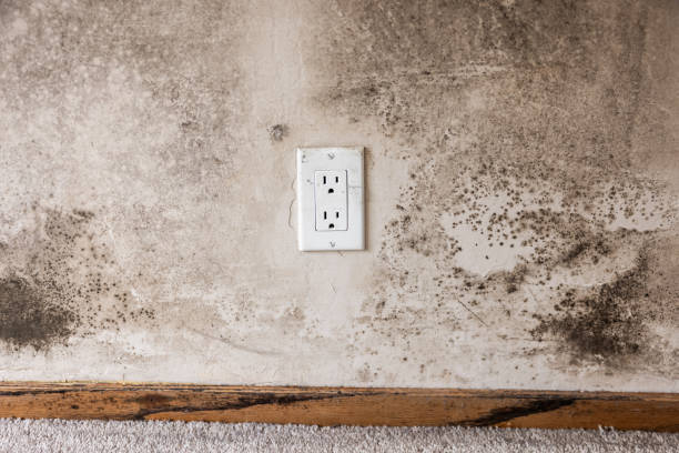 Best Industrial Mold Remediation  in Orcdlands Estates, HI
