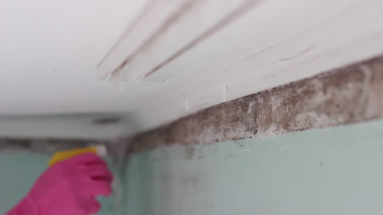 Best Asbestos and Lead Testing During Mold Inspection  in Orcdlands Estates, HI